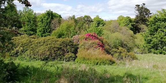 Rhododendron Grove