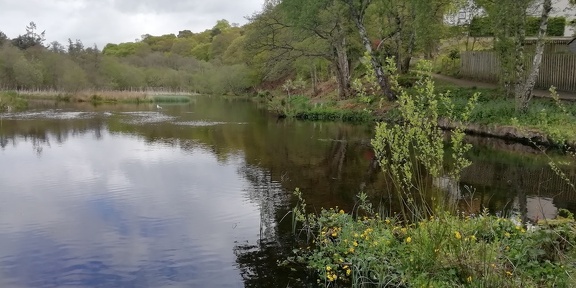 Sanquhar Loch - south bank