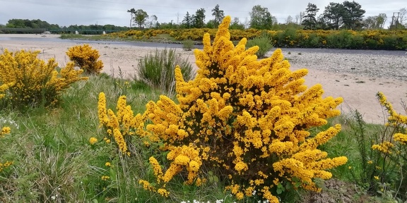Gorse bushes beside the Findhorn