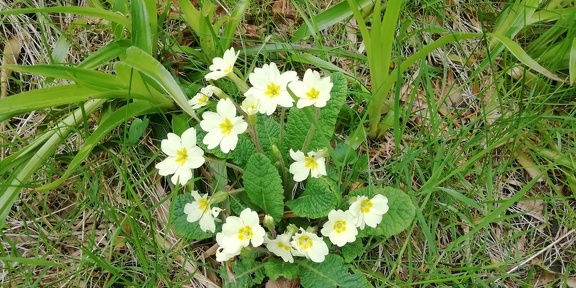 Primroses by Dava Way
