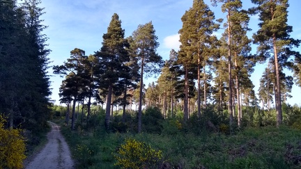 Path to Blairs Loch by Fairyhill