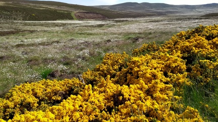 Dava Way (Dava-Bogeney)