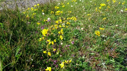 Dava Way (Dava-Bogeney)